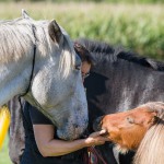150927_Fahrturnier_Coesfeld-20 (2)